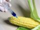 EU Member States planting of genetically modified crops