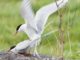 Shizuoka University in Japan to clarify the unique mechanism of fertilization of birds