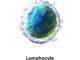 Nature magazine published an article commemorating 50 years found that B lymphocytes