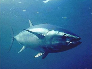 Tokyo Ocean University successfully transplanted tuna germ cells