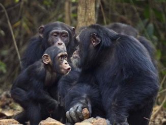 Human beings determine that the AIDS virus is from chimpanzees