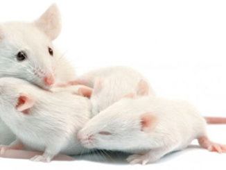 Oxytocin promotes maternal behavior in mice or can treat depression