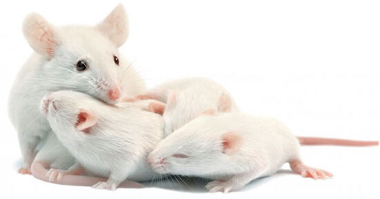 Oxytocin promotes maternal behavior in mice or can treat depression
