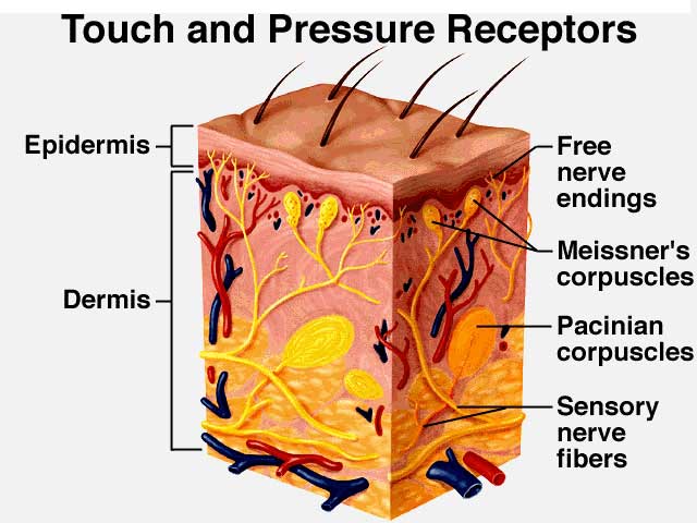 Touch and Pressure Receptors