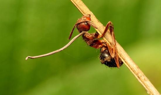 Zombie ant are controlled by Zombie fungus