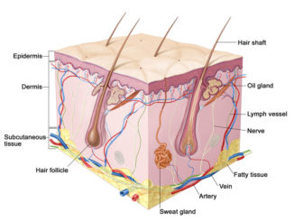 Skin dermis composition of the composition of a detailed explanation