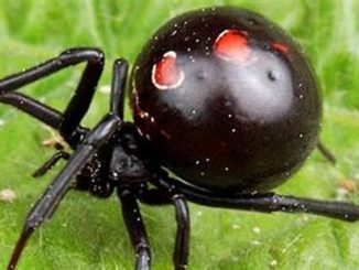 Black widow spider bite after person can't pee
